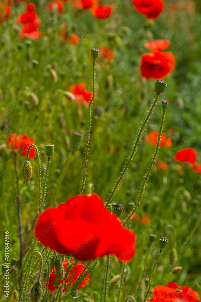 Fototapeta premium Papaver rhoeas or common poppy, red poppy is an annual herbaceous flowering plant in the poppy family, Papaveraceae, with red petals