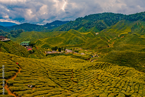 Camron Highlands Tea Farms (Malaysia) photo