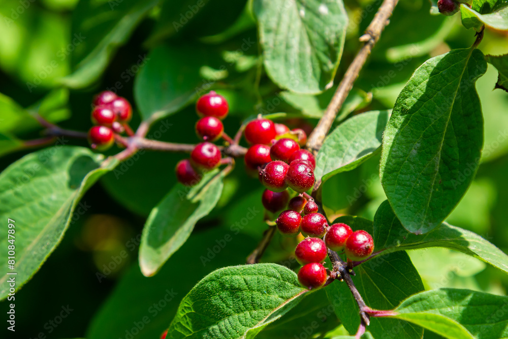 Festive Holiday Honeysuckle Branch with Red Berries Lonicera xylosteum Festive Holiday Honeysuckle Branch with Red Berries Lonicera xylosteum