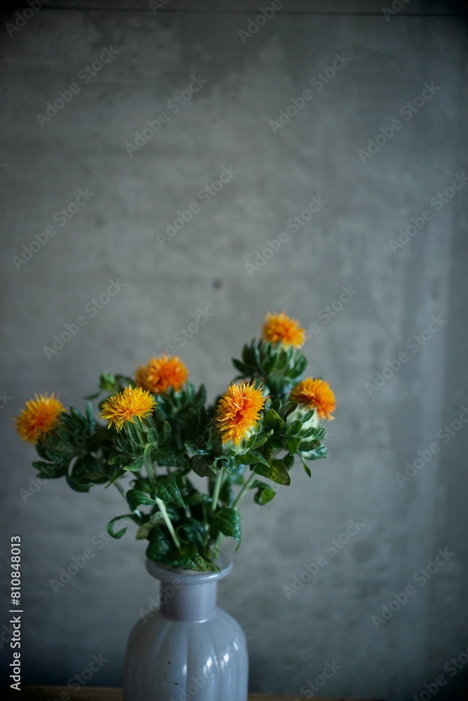 紅花の花 紅花の花