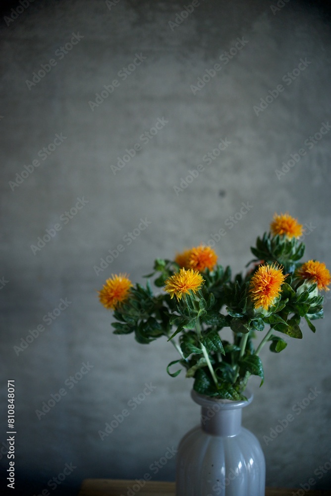 紅花の花 紅花の花