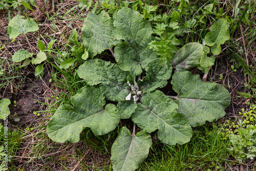 Arctium lappa - Young burdock leaves in an early summer photo