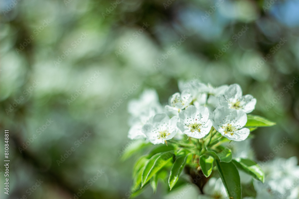 Blooming pear tree. Close up of white flowers on a pear tree Blooming pear tree. Close up of white flowers on a pear tree