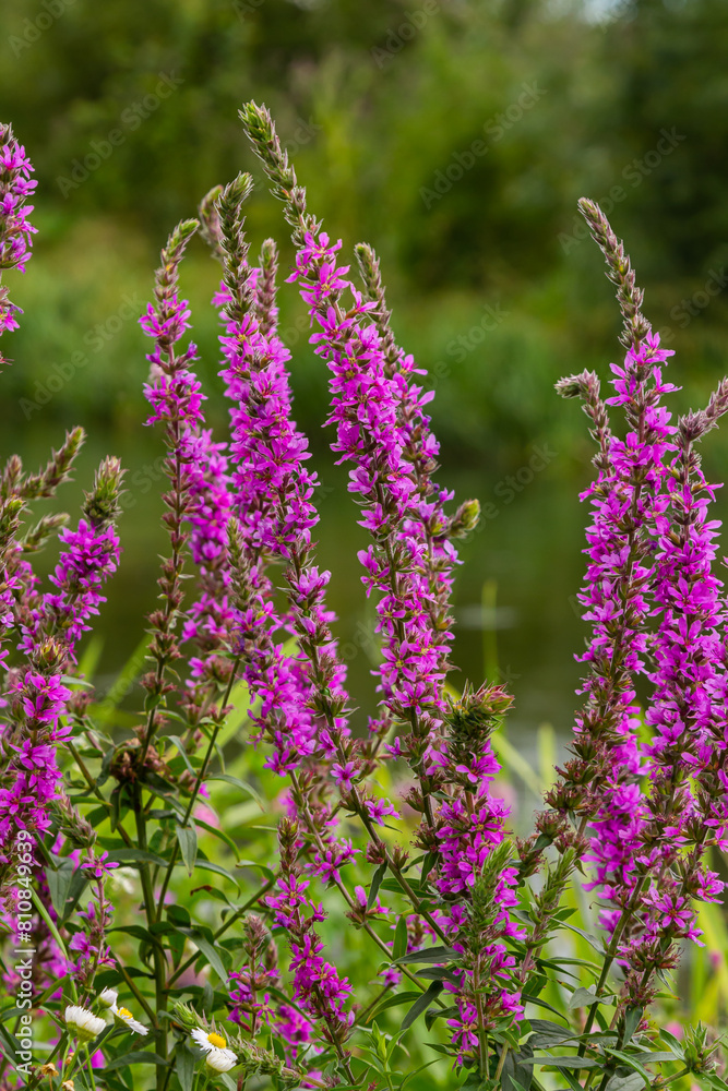 Purple loosestrife Lythrum salicaria inflorescence. Flower spike of plant in the family Lythraceae, associated with wet habitats Purple loosestrife Lythrum salicaria inflorescence. Flower spike of plant in the family Lythraceae, associated with wet habitats