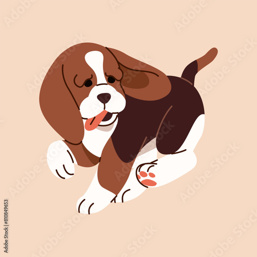 Adorable english beagle pup plays. Cute small hunting breed dog runs. Playful doggy has fun, pup shows tongue. Tricolor scent hound puppy. Domestic animal, pet. Flat isolated vector illustration