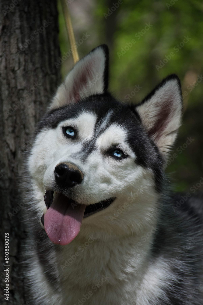 Portrait of a Siberian husky with blue eys
