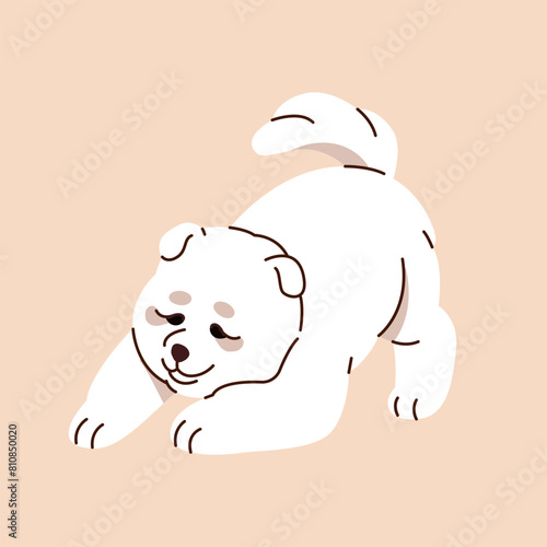 Adorable puppy of Samoyed dog plays. Happy white pup has fun. Cute small doggy wags tail. Playful fluffy pooch moves, stretches. Friendly domestic animal, pet. Flat isolated vector illustration