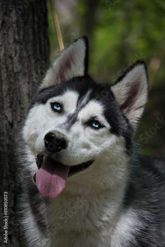 Portrait of a Siberian husky with blue eys © Wirestock