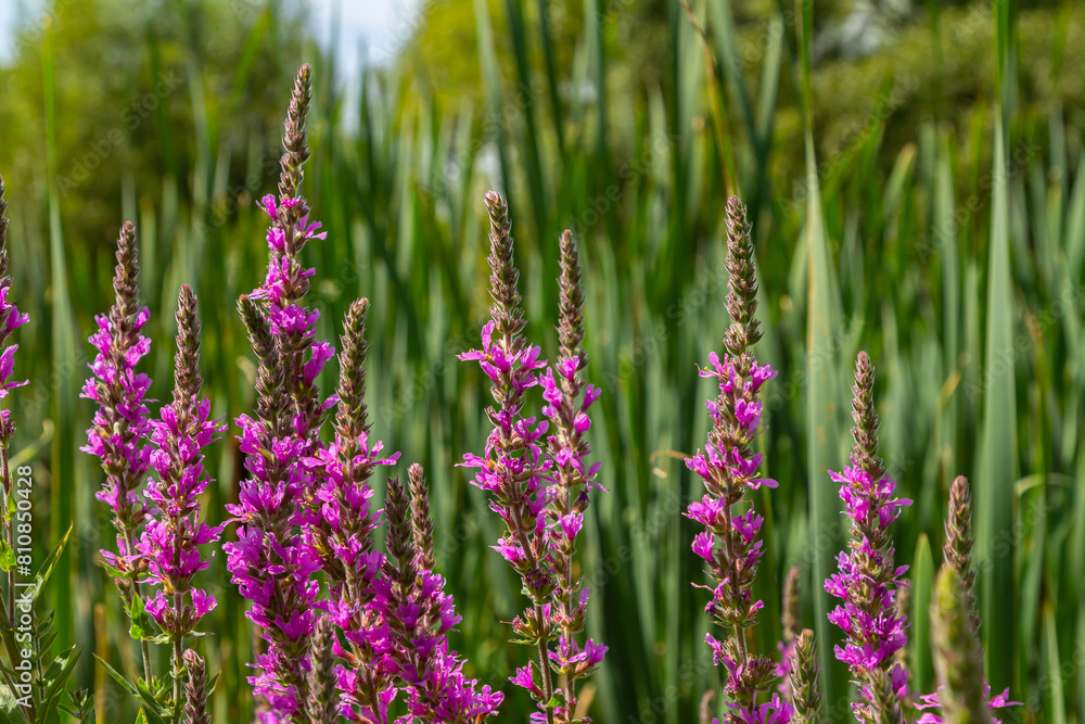 Purple loosestrife Lythrum salicaria inflorescence. Flower spike of plant in the family Lythraceae, associated with wet habitats Purple loosestrife Lythrum salicaria inflorescence. Flower spike of plant in the family Lythraceae, associated with wet habitats