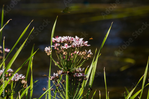 Butomus umbellatus, Flowering Rush. Wild plant shot in summer. photo