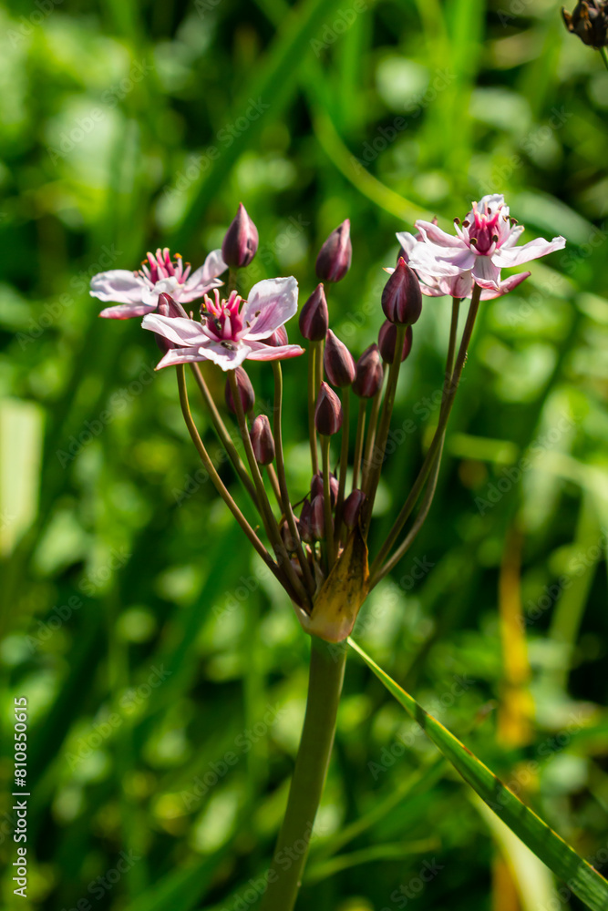 Fototapeta premium Butomus umbellatus, Flowering Rush. Wild plant shot in summer.