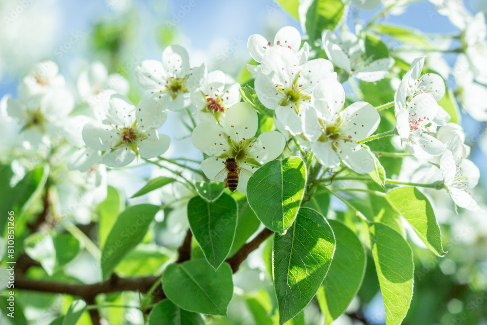 Obraz premium Blooming pear tree. Close up of white flowers on a pear tree