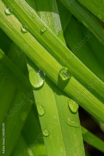 Gocce d'acqua sull'erba