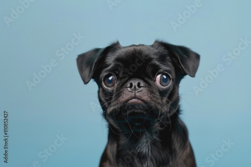 A small black dog with a sad expression. Suitable for various projects © Fotograf