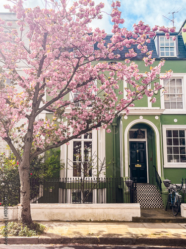 Photography Mesmerising pink cherry blossom in in front of the comfortable house in Chelsea in London