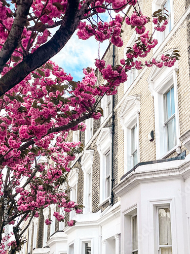 Canvas Print Mesmerising pink cherry blossom in in front of the comfortable house in Chelsea in London