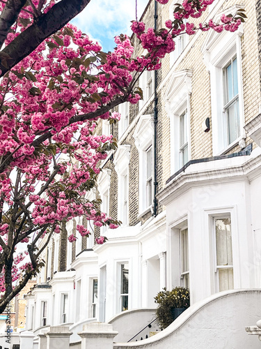 Canvas Print Mesmerising pink cherry blossom in in front of the comfortable house in Chelsea in London