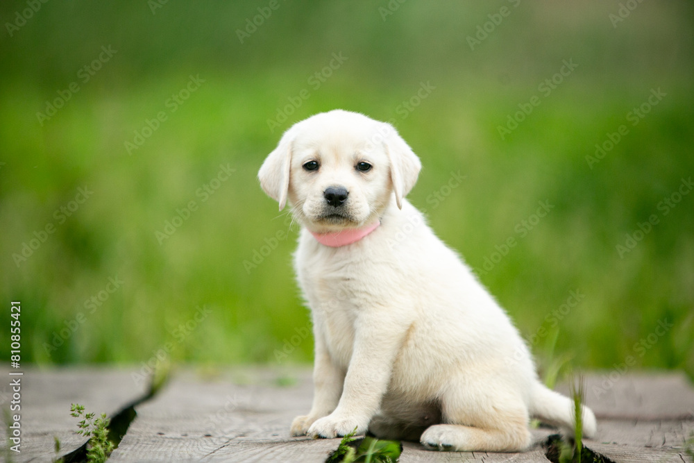 labrador retriever puppy on grass