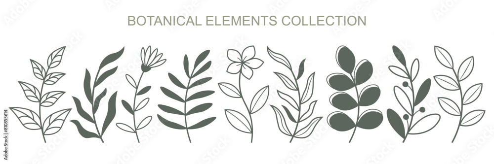 Fototapeta premium Set of botanical elements isolated on white background. Vector twigs with leaves and flowers.