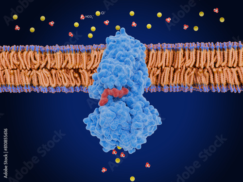 Cystic fibrosis transmembrane conductance regulator .CFTR: open form with ATP bound (red) photo