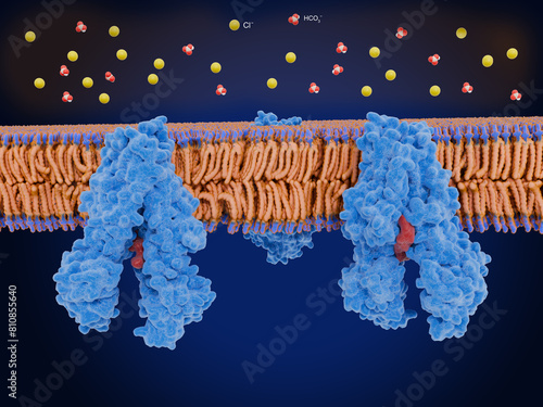 Closed CFTRs in the lung lead to cystic fibrosis. The Cystic fibrosis transmembrane conductance regulator. photo