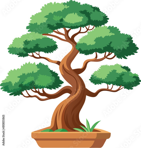 juniper bonsai tree vector illustration