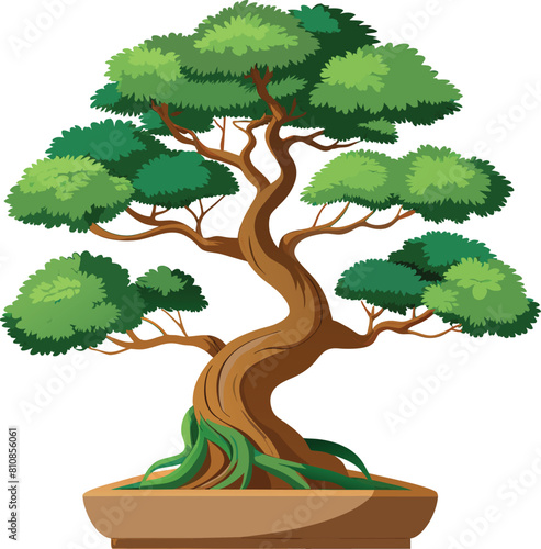 juniper bonsai tree vector illustration