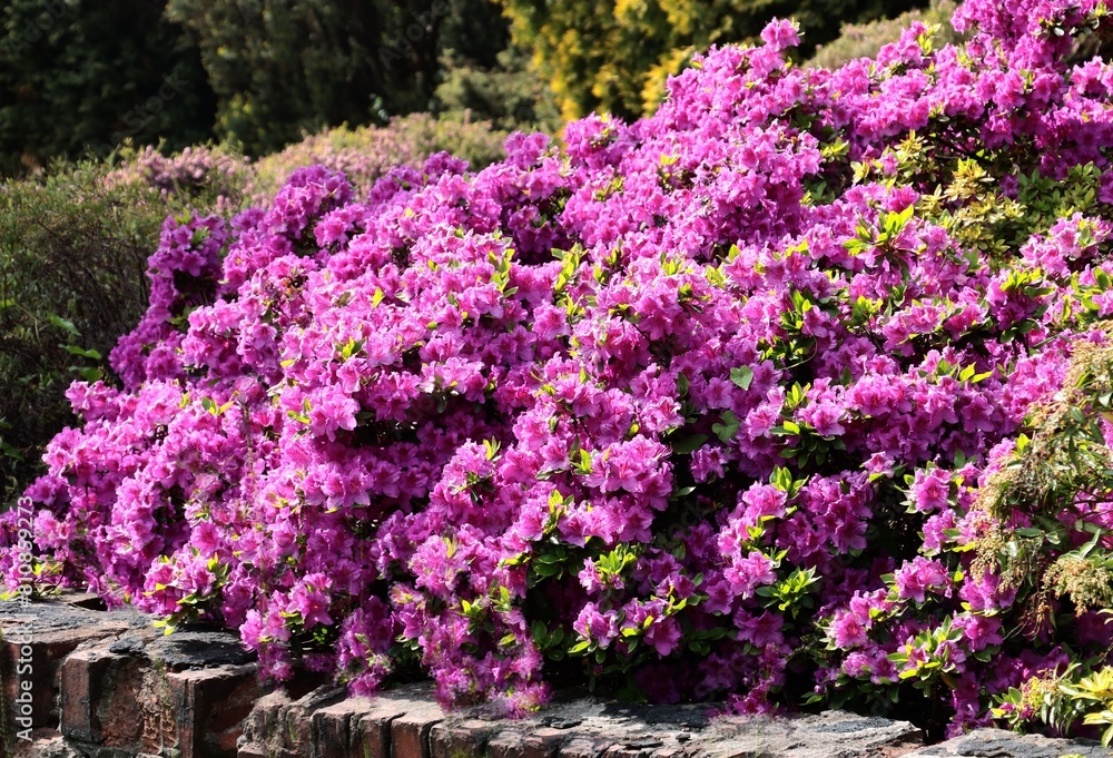 Obraz premium colorful pretty flowers of rhododendron bush at spring in park