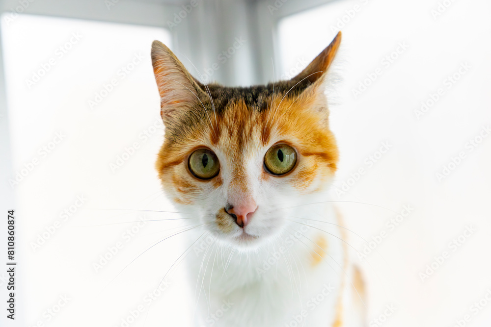 Cat. Cute cat looking at camera. Close up of orange and white cat. Cute cat sitting on the bed at home. Selective focus.