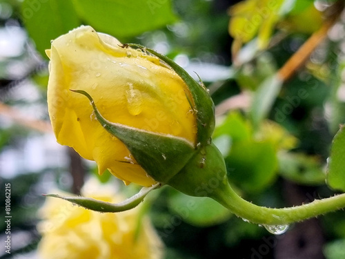 Yellow rose and romance on rainy spring day