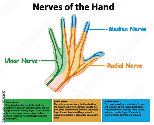 Detailed vector of ulnar, radial, and median nerves