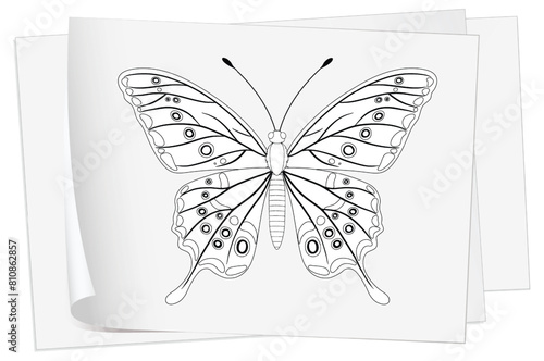 Black and white butterfly on a white background