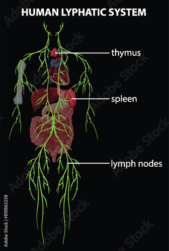 Detailed vector of thymus, spleen, and lymph nodes