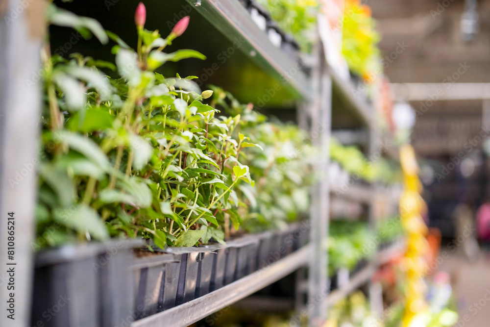 Selection of seedlings on the shelves in the gazina. Planting time Selection of seedlings on the shelves in the gazina. Planting time