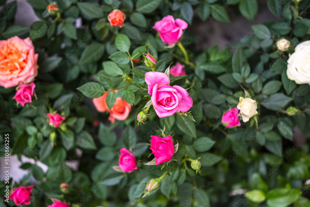 Natural natural background with roses, top view. Natural natural background with roses, top view.