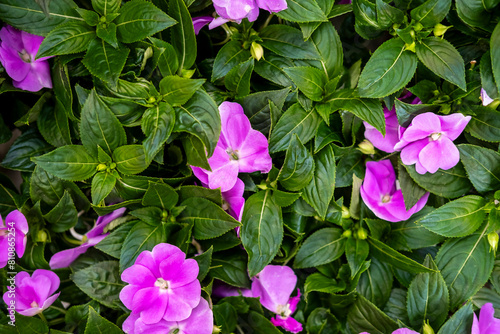 Natural background with lilac flowers. View from above