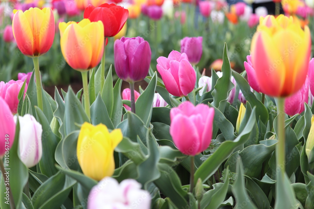 Fototapeta premium red and yellow tulips