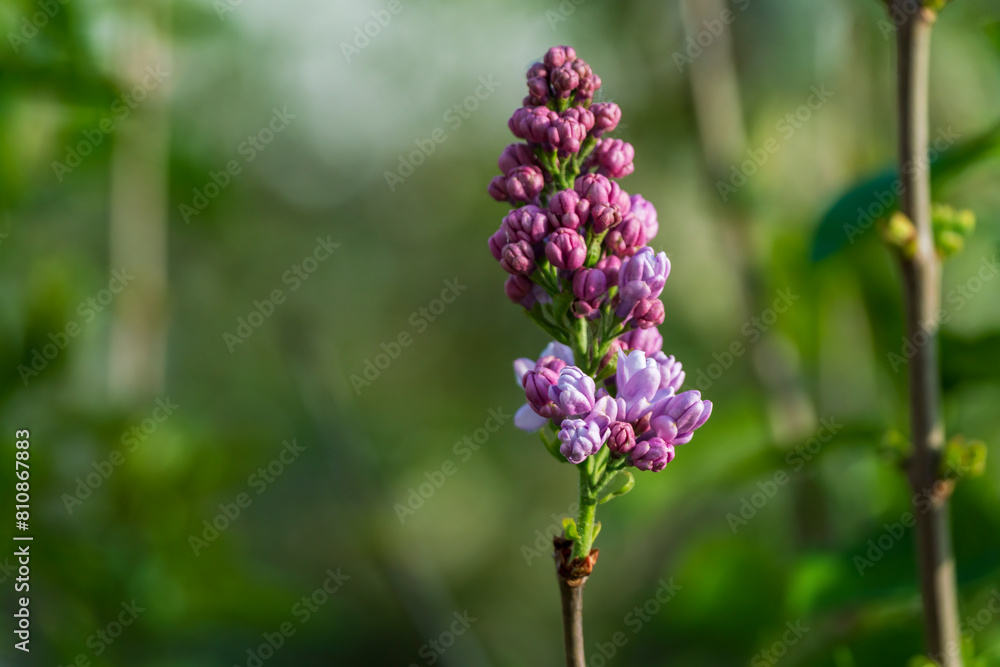 Lilac blossom with green bokeh garden background during spring time Lilac blossom with green bokeh garden background during spring time