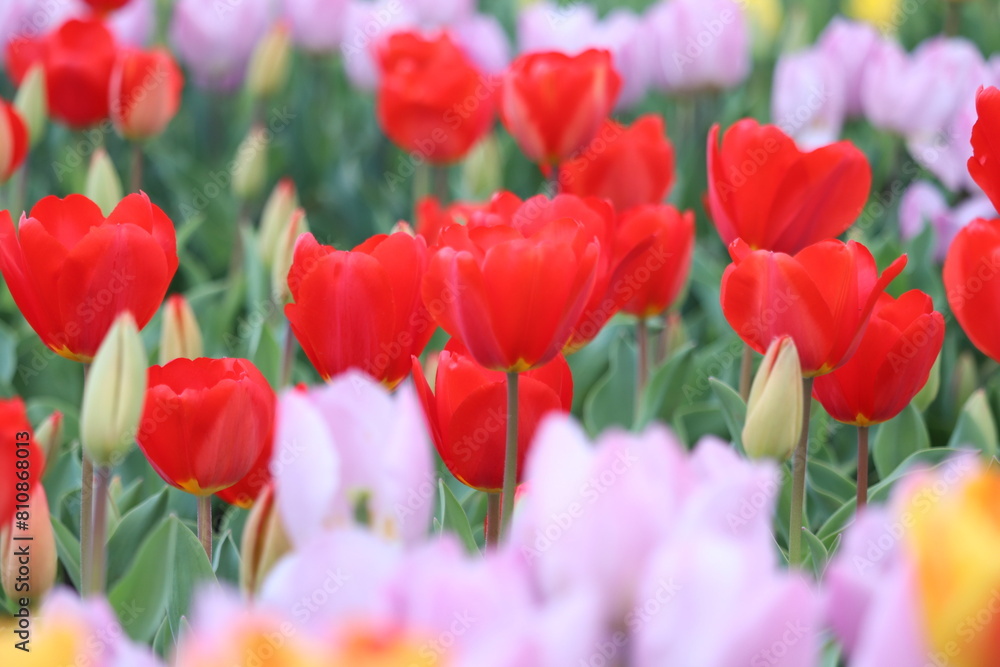 field of tulips field of tulips