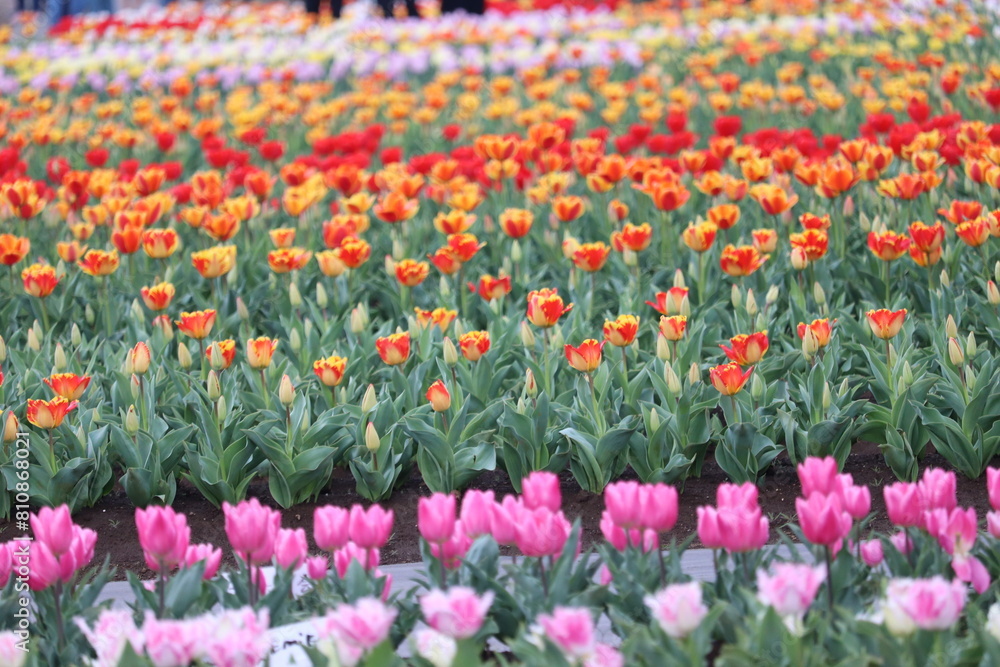 field of tulips field of tulips