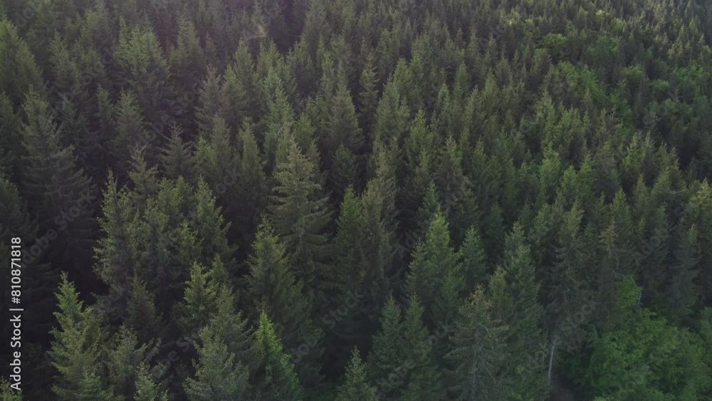 Drone flying above pine spruce trees, drone 4k footage Drone flying above pine spruce trees, drone 4k footage