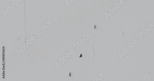 An ant trail used by ants to move their anthill to a new location. photo