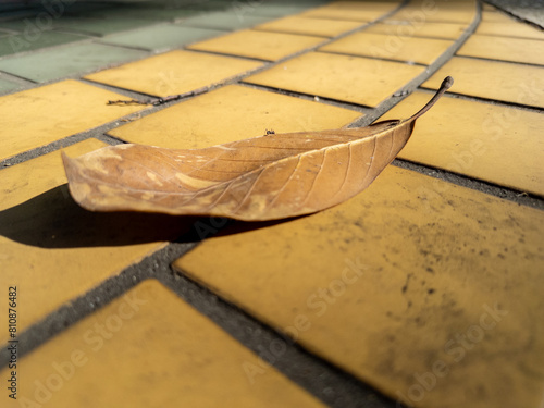 Ant Inspecting a Fallen Leaf on an Orange Brick Walkway photo