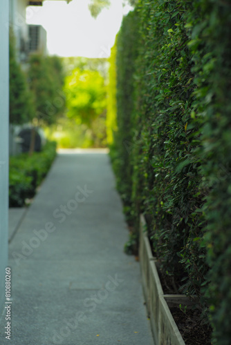 Selective focus on the green bush along the empty walkway