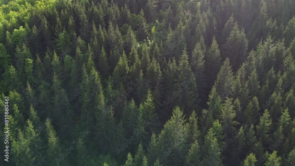 Drone flying above pine spruce trees, drone 4k footage Drone flying above pine spruce trees, drone 4k footage