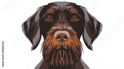 Drahthaar breed dog head avatar. German wirehaired  photo