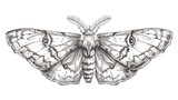Drawn butterfly. Outlined moth sketch vintage retro