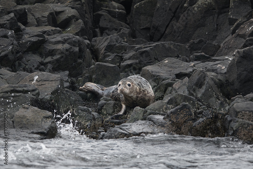 grey seal pup on a rocky shore
