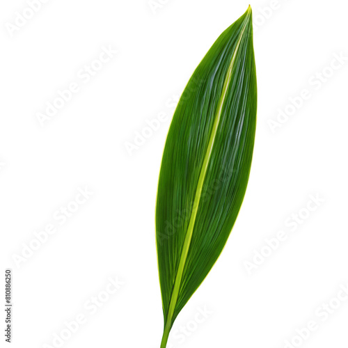Aspidistra leaf long lance shaped leaf with glossy dark green surface Aspidistra elatior