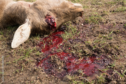 close-up of the head of a dead sheep killed by a predator, eye pecked out, flowing blood, drastic photo, flowing blood, blood on the ground, predator's victim